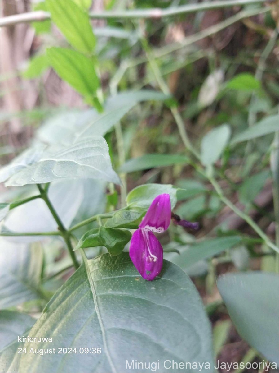 Dicliptera foetida (Forssk.) Blatt.